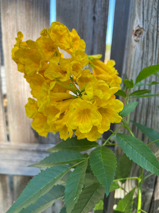 Tecoma Stans, Yellow Trumpet Bush Seeds