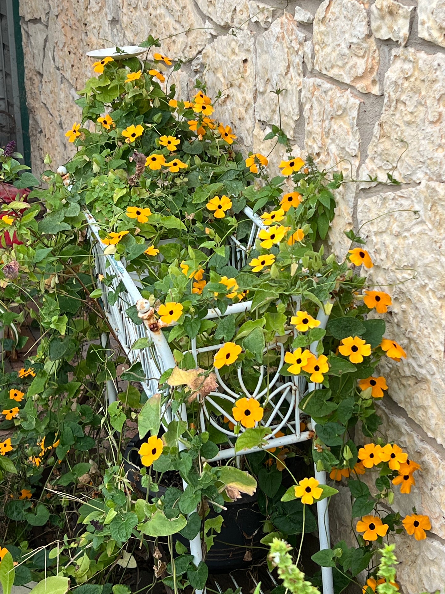 Black-Eyed Susan Vine Seeds