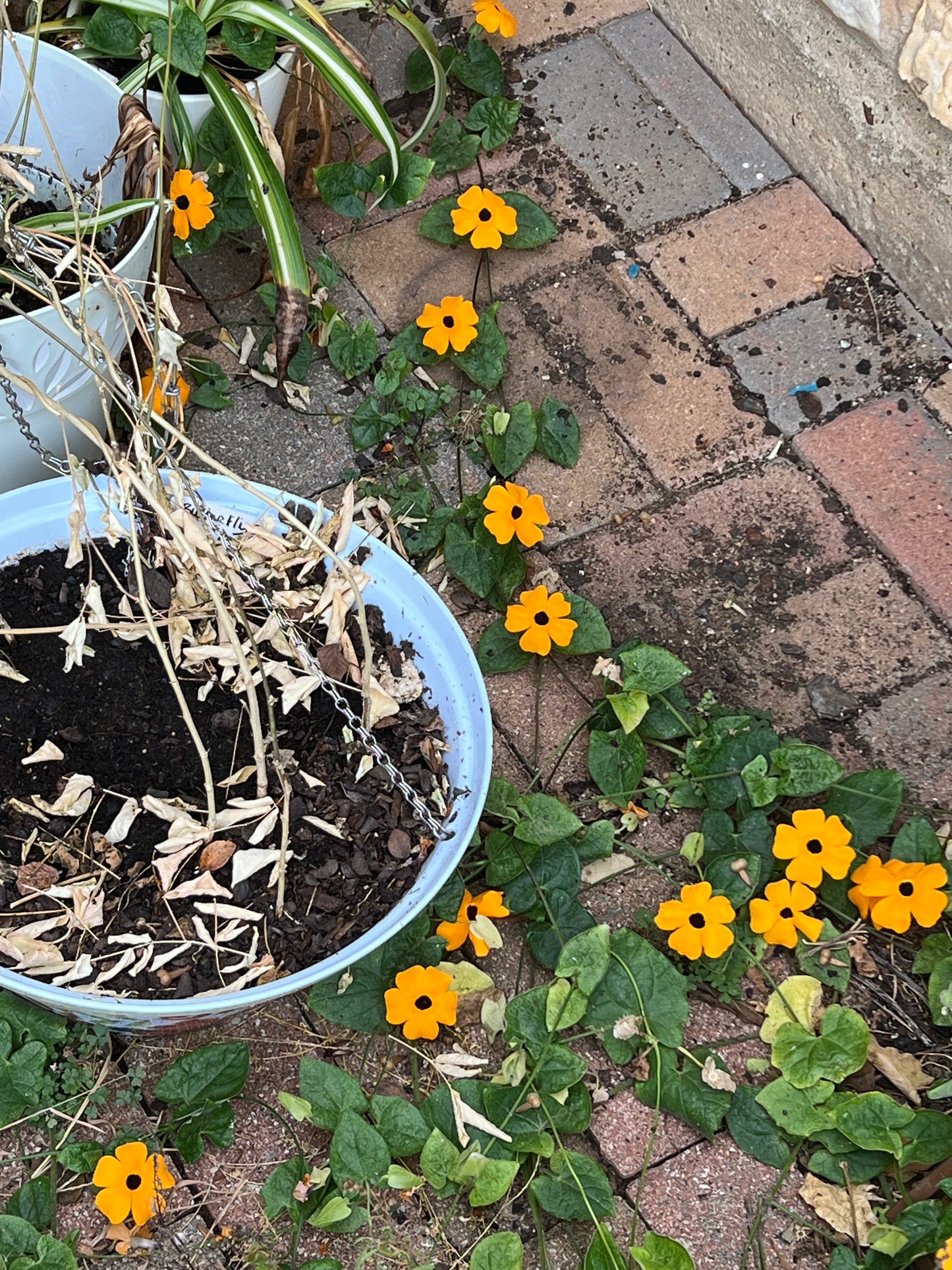 Black-Eyed Susan Vine Seeds