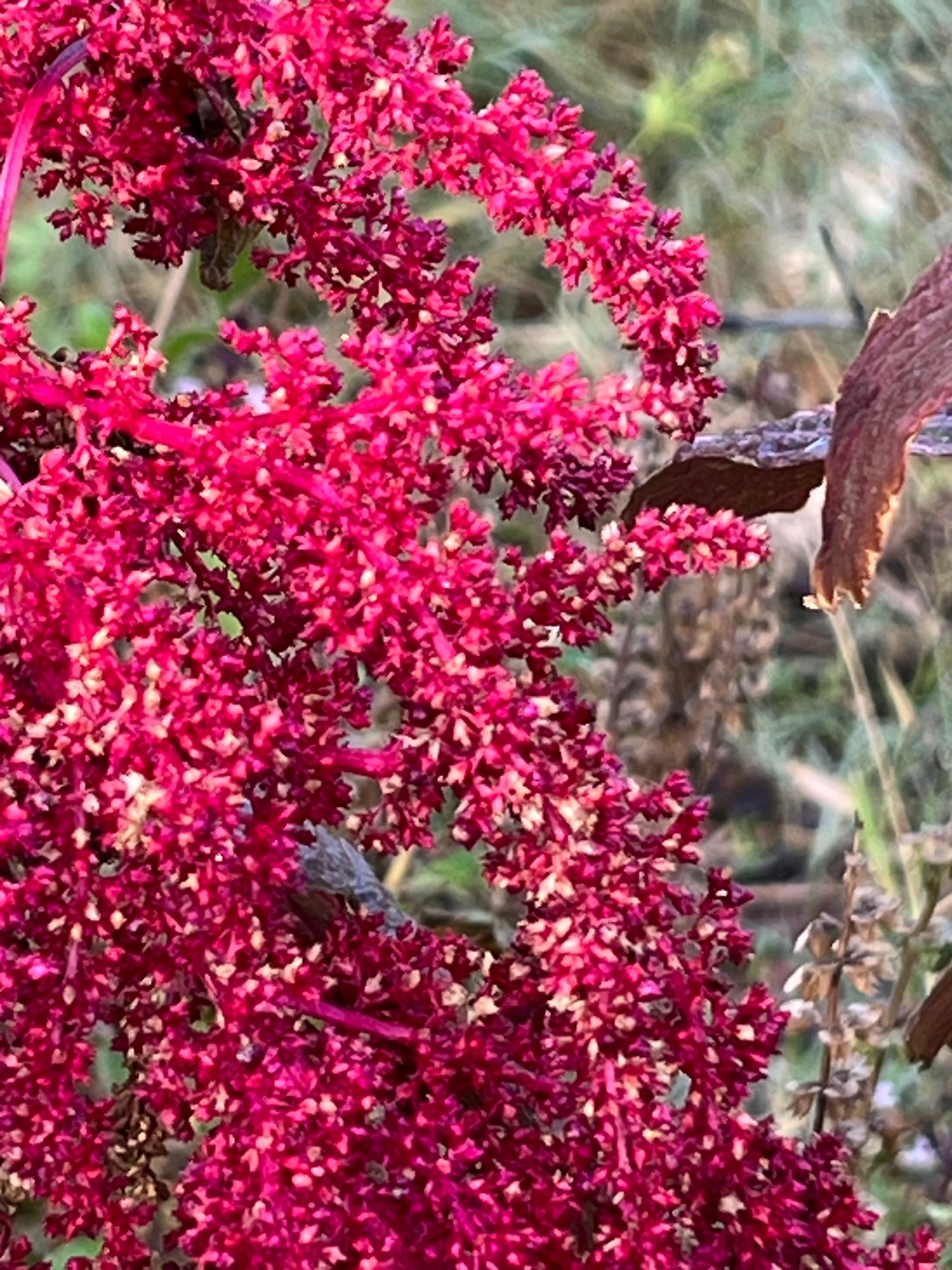 Amaranth Red Garnet Seeds (herb)