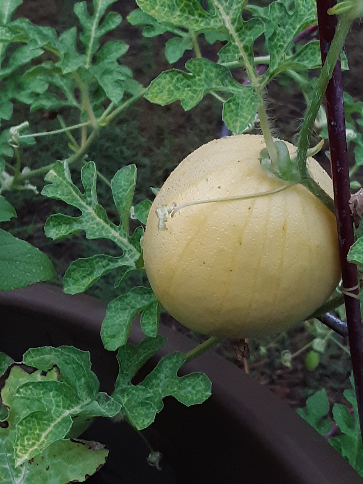 Watermelon, Lemon Drop Seeds