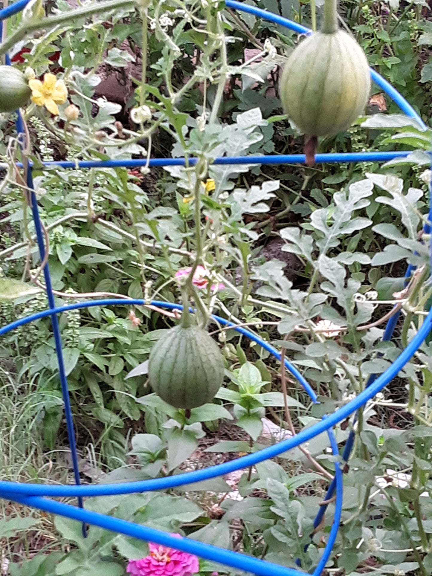 Watermelon, Lemon Drop Seeds