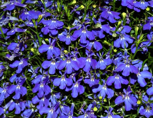 Lobelia, Blue Heaven Trailing Lobelia Herb Seeds