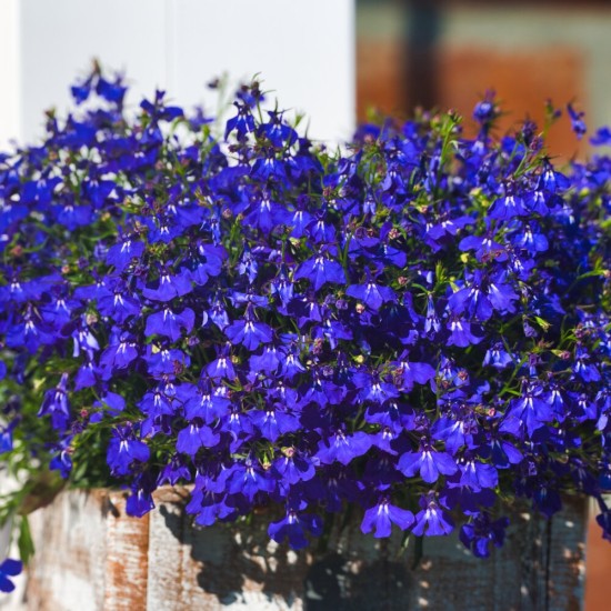 Lobelia, Blue Heaven Trailing Lobelia Herb Seeds