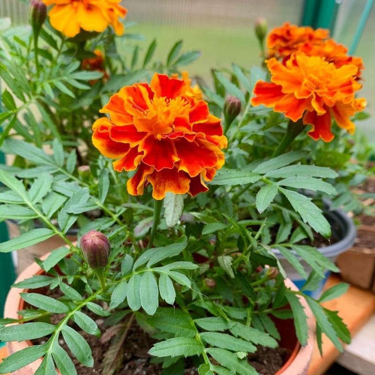 Marigold, French Double