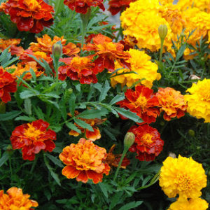 Marigold, French Double