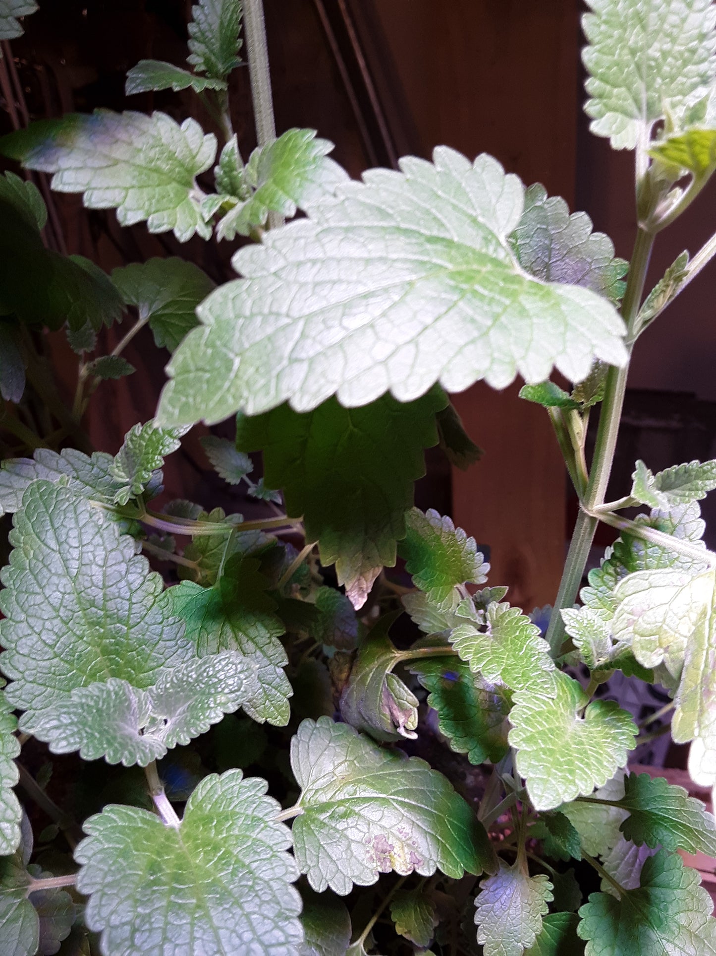 Mint Herb, Chocolate Mint Herb Seeds