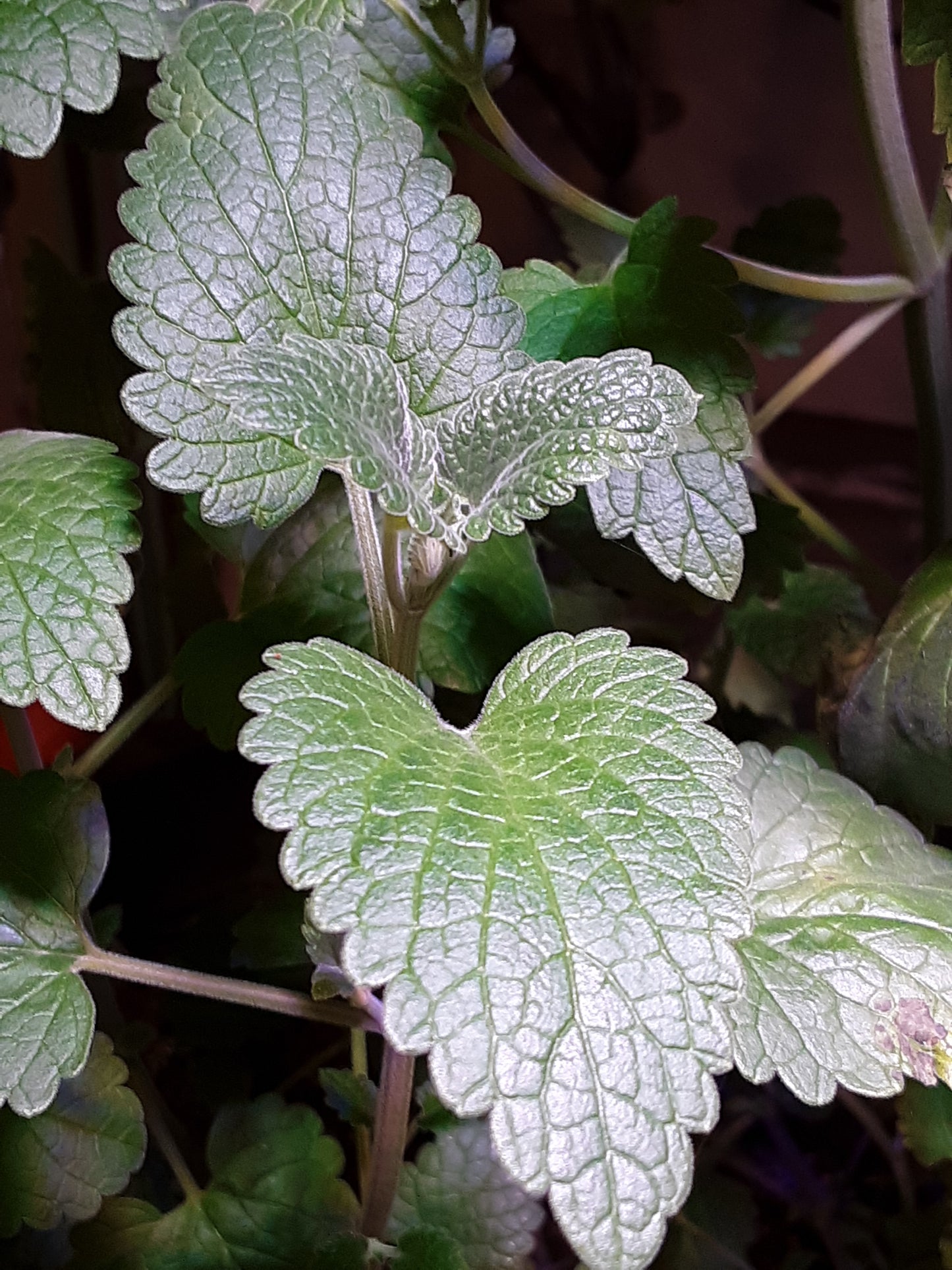 Mint Herb, Chocolate Mint Herb Seeds