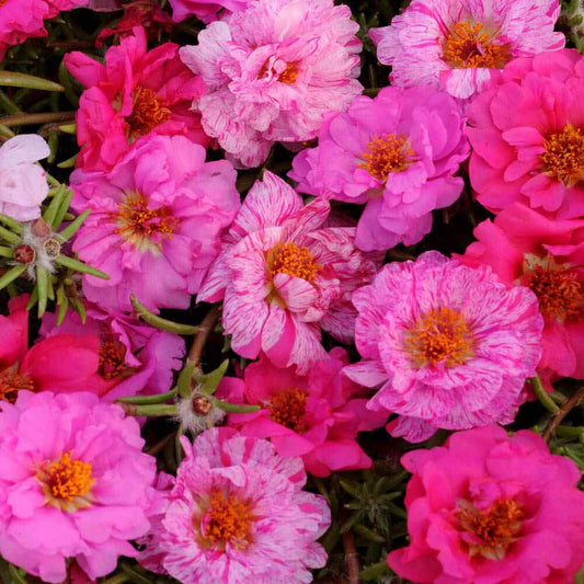 Moss Rose Pink Passion Mixed Seeds
