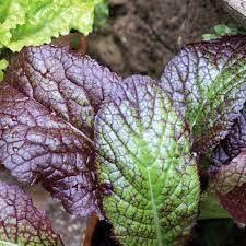 Mustard Greens, Red Giant Mustard Green Seeds