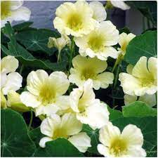 Nasturtium, Climbing Moonlight Seeds