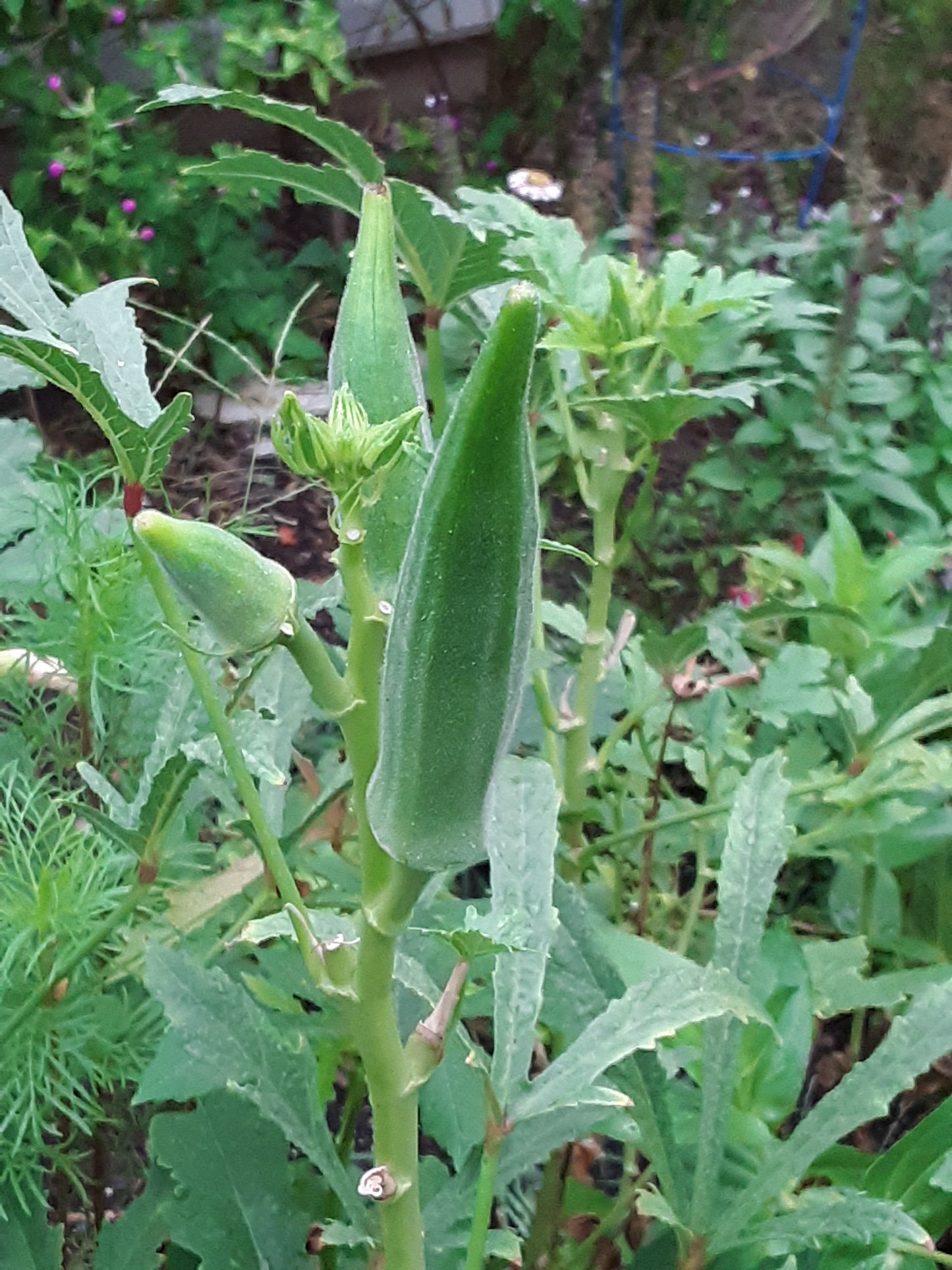 Okra Seeds, Clemson Heirloom