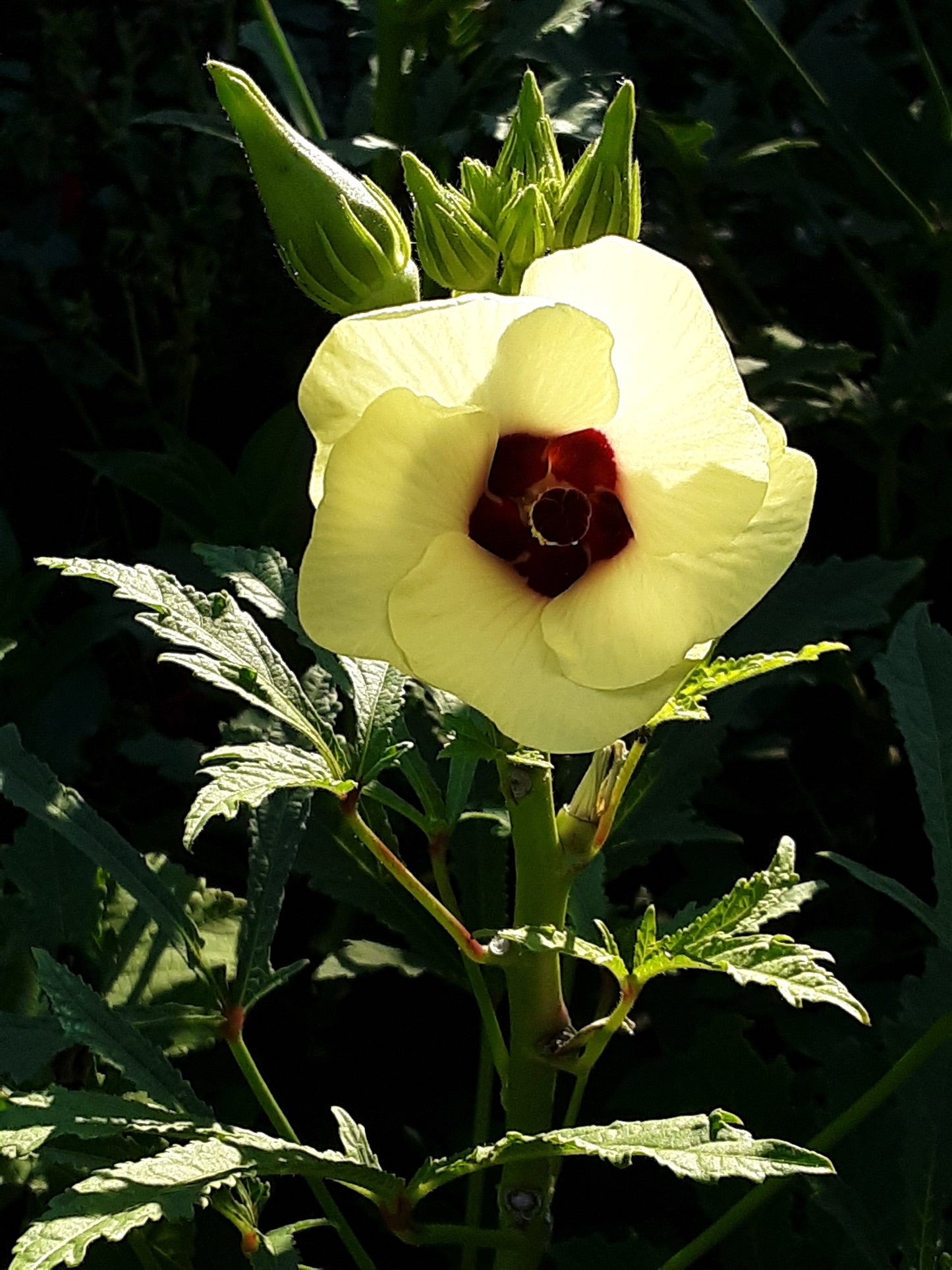 Okra Seeds, Clemson Heirloom