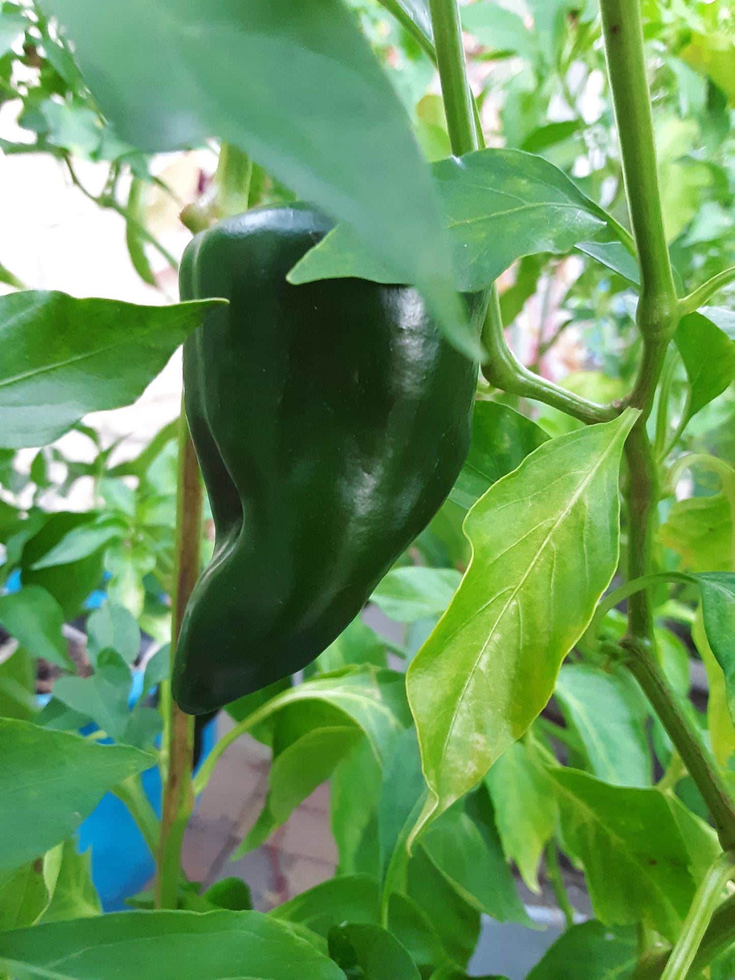 Pepper, Poblano