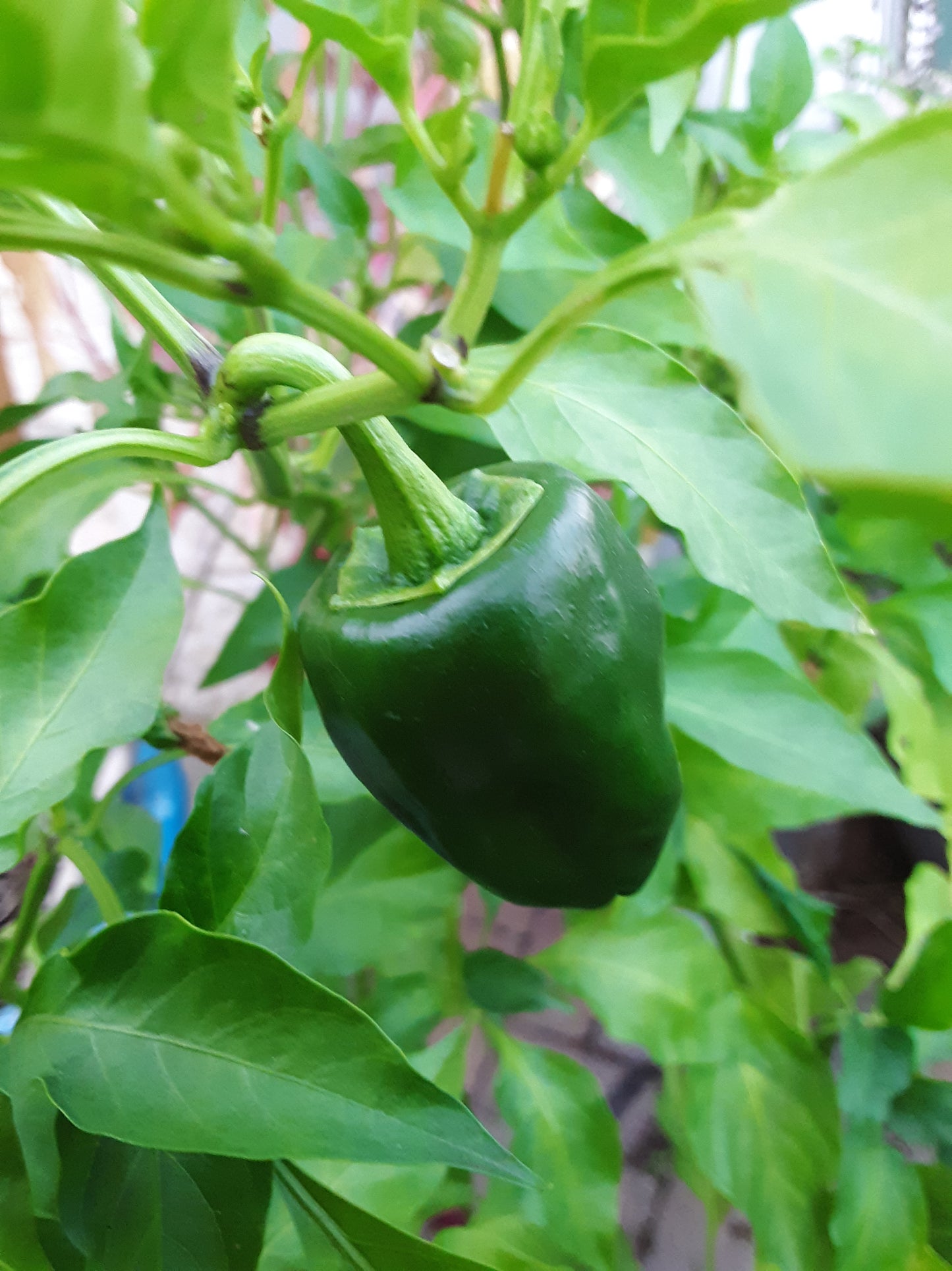 Pepper, Poblano