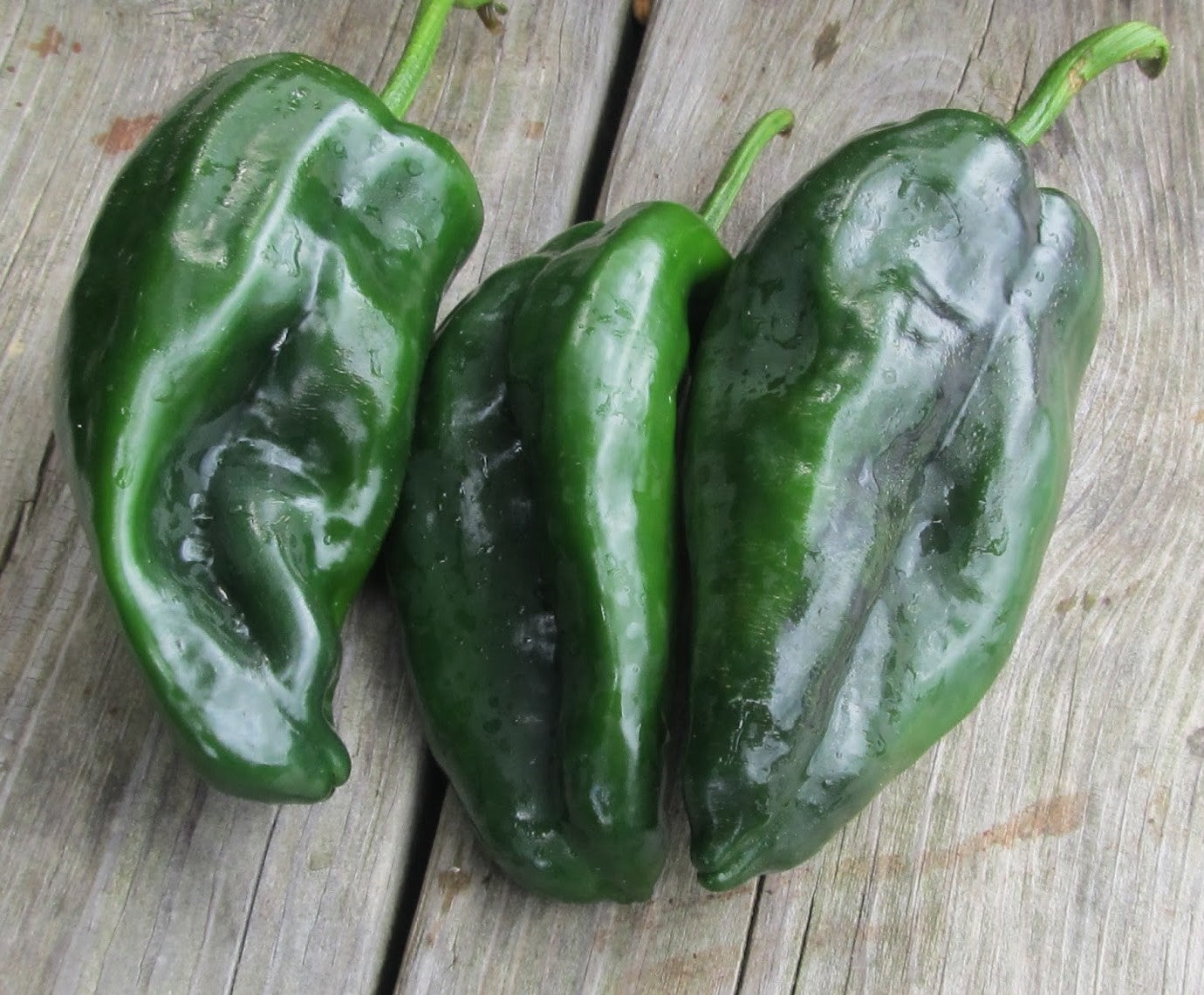 Pepper, Poblano