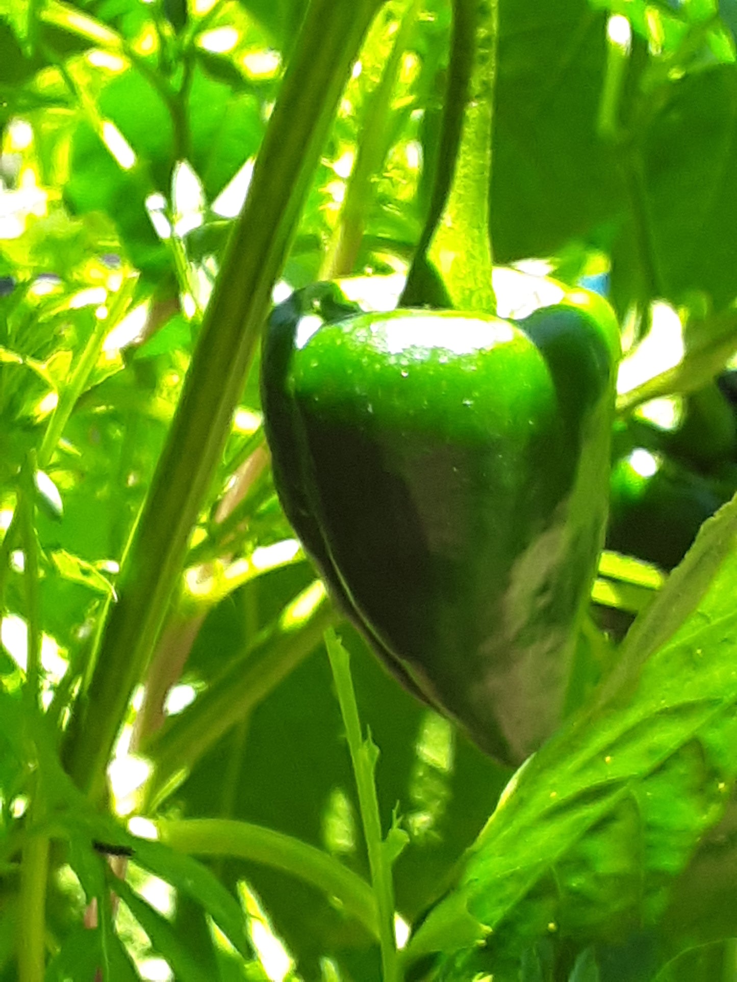 Pepper, Poblano