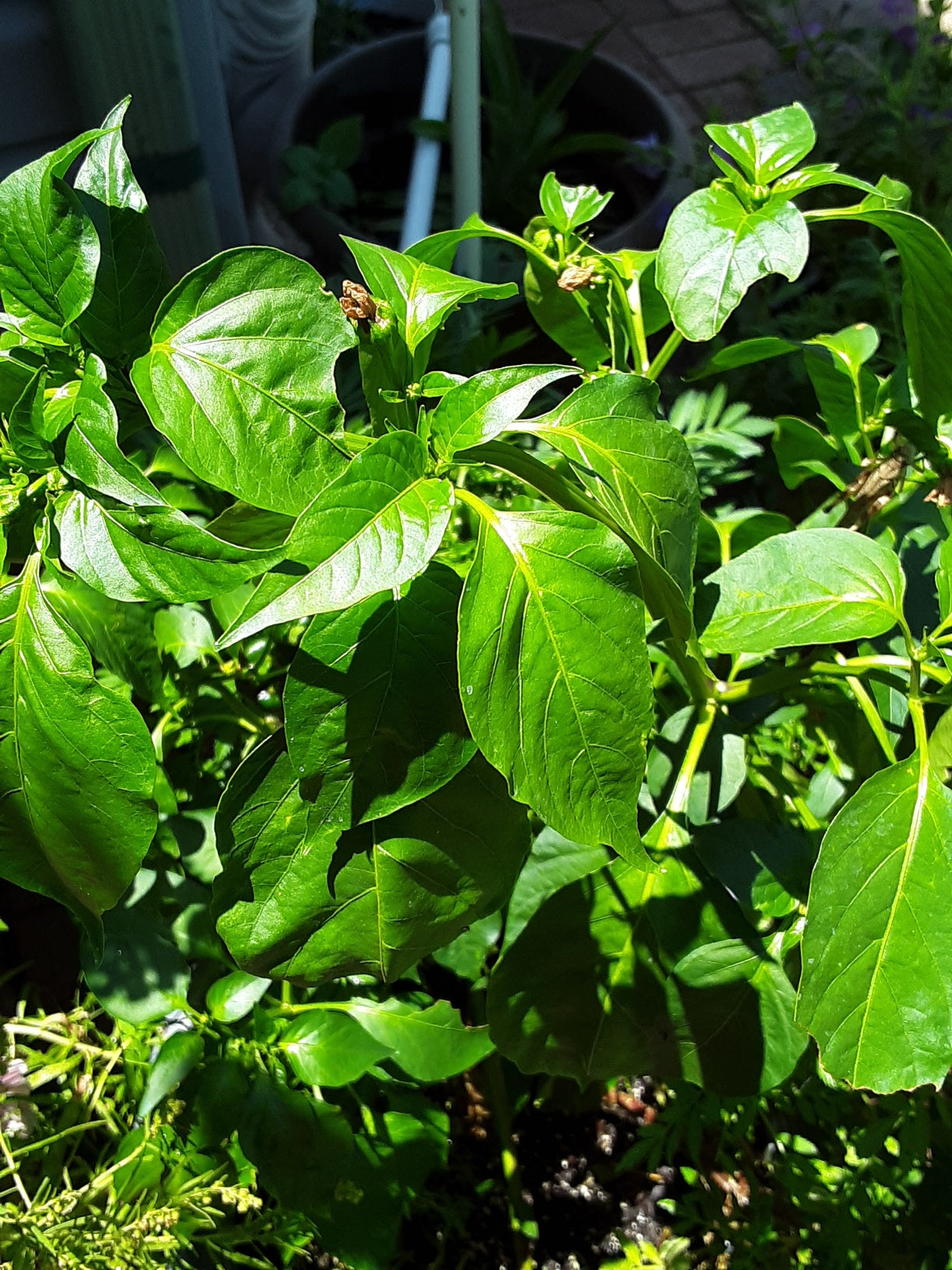 Pepper, Poblano