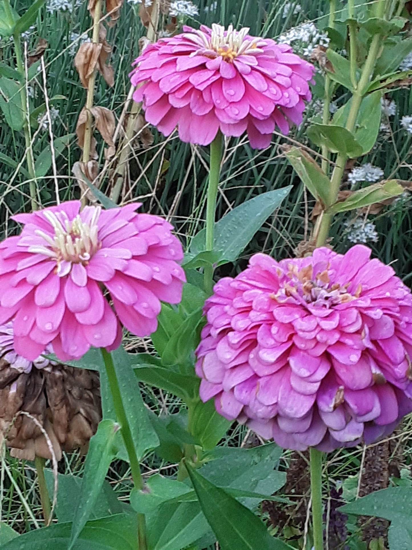 Zinnia Seeds, Bright Pink Benary's Large Zinnias