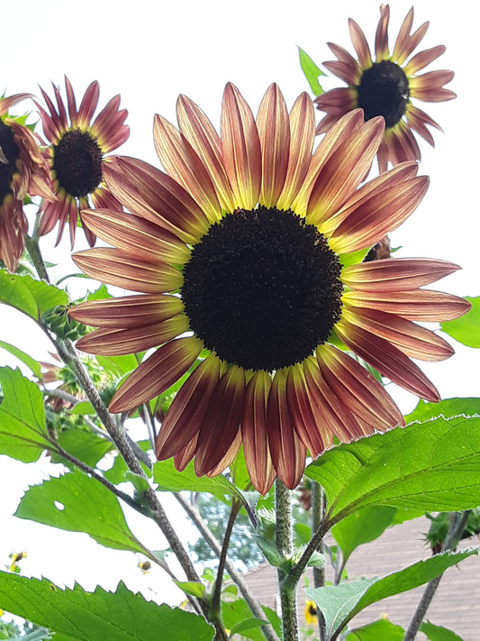 Sunflower, Evening Sun Sunflower Seeds