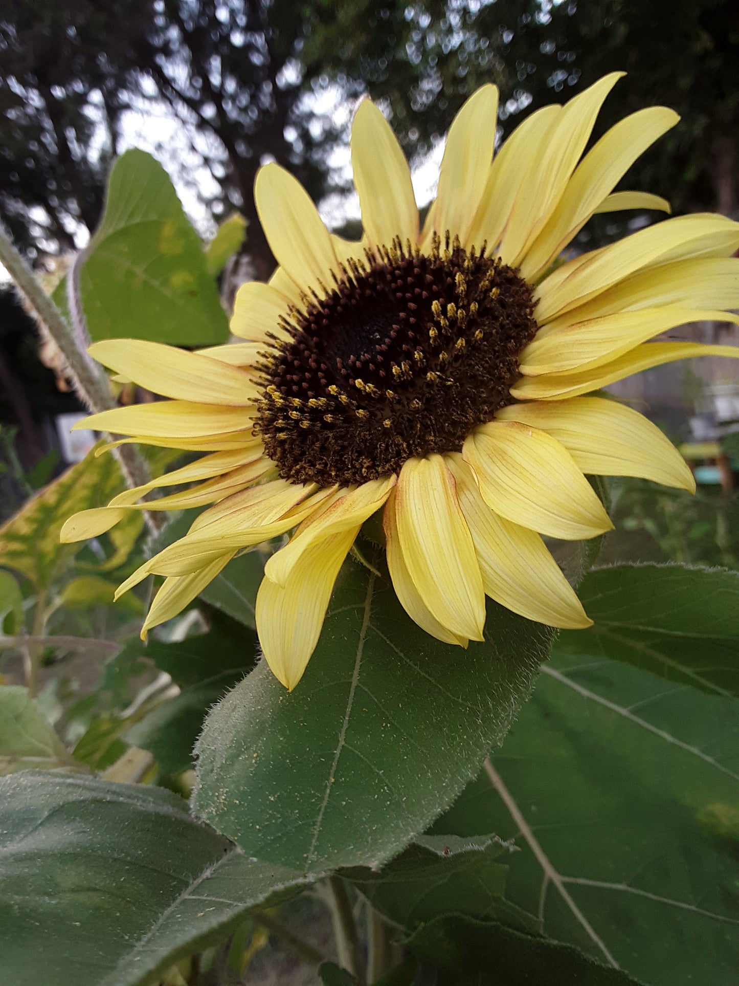 Sunflower, Lemon Queen Sunflower Seeds