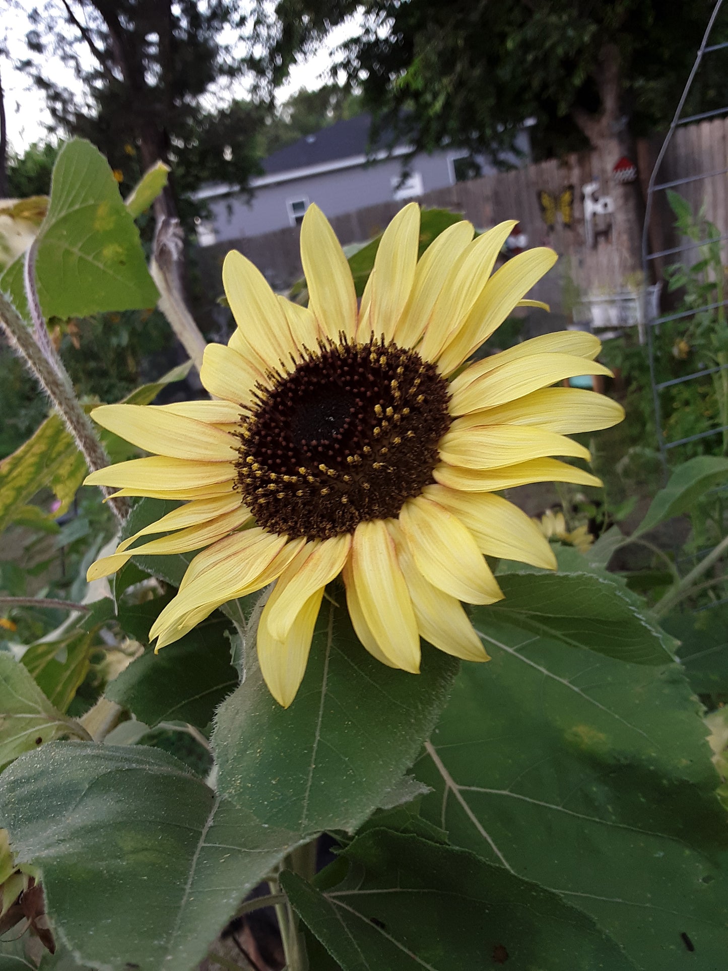 Sunflower, Lemon Queen Sunflower Seeds