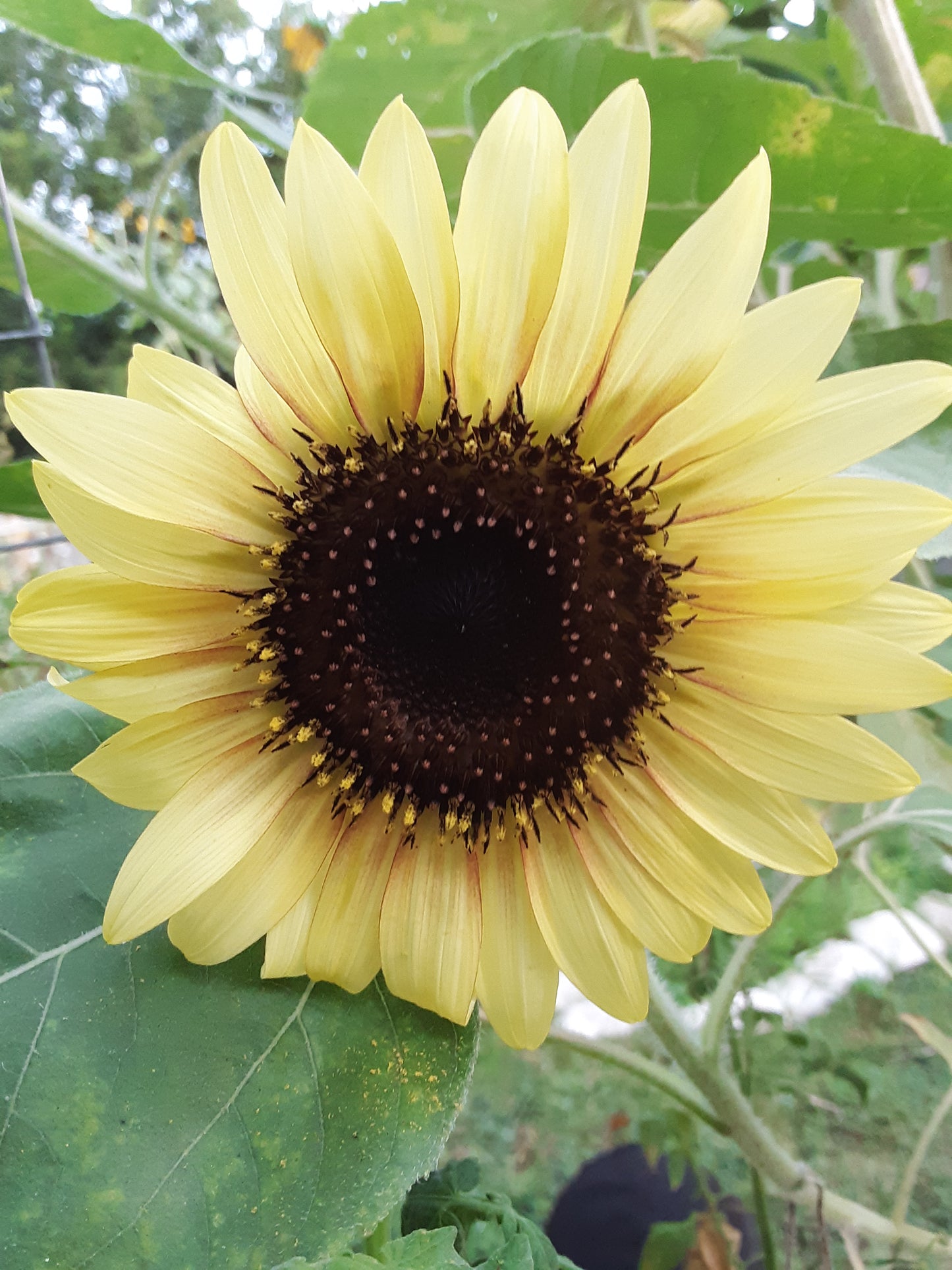 Sunflower, Lemon Queen Sunflower Seeds