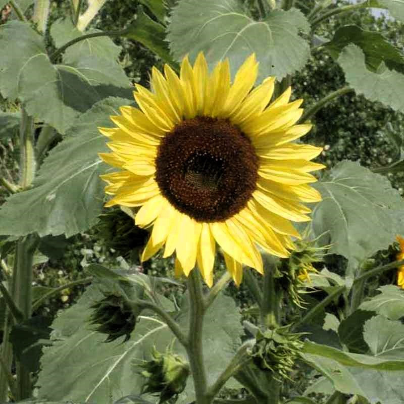 Sunflower, Lemon Queen Sunflower Seeds