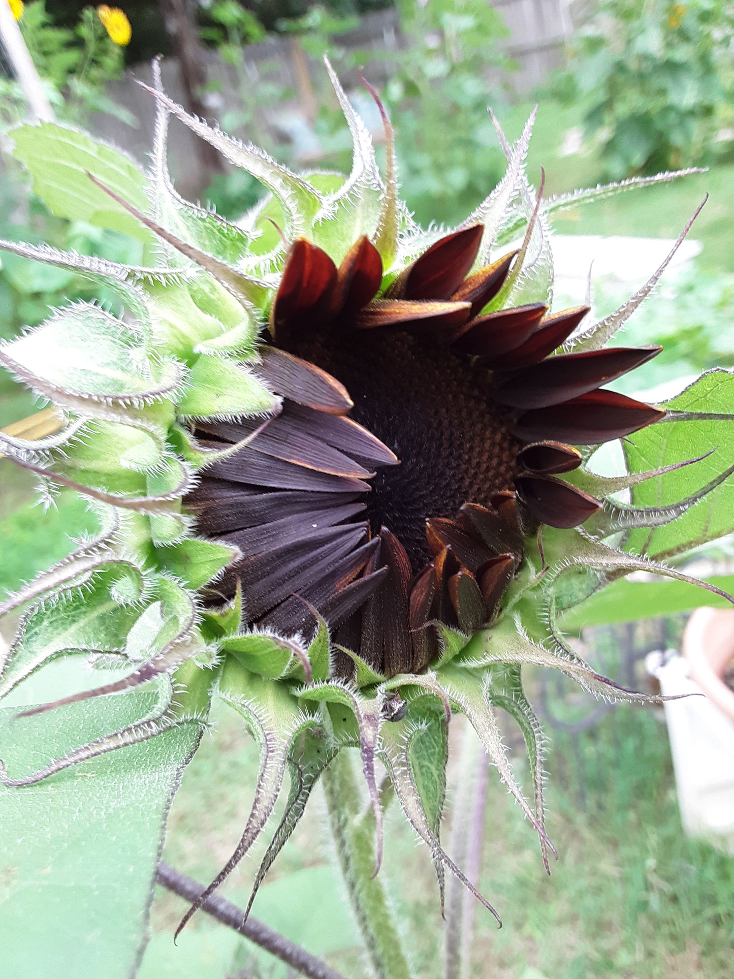 Sunflower, Rouge Royale