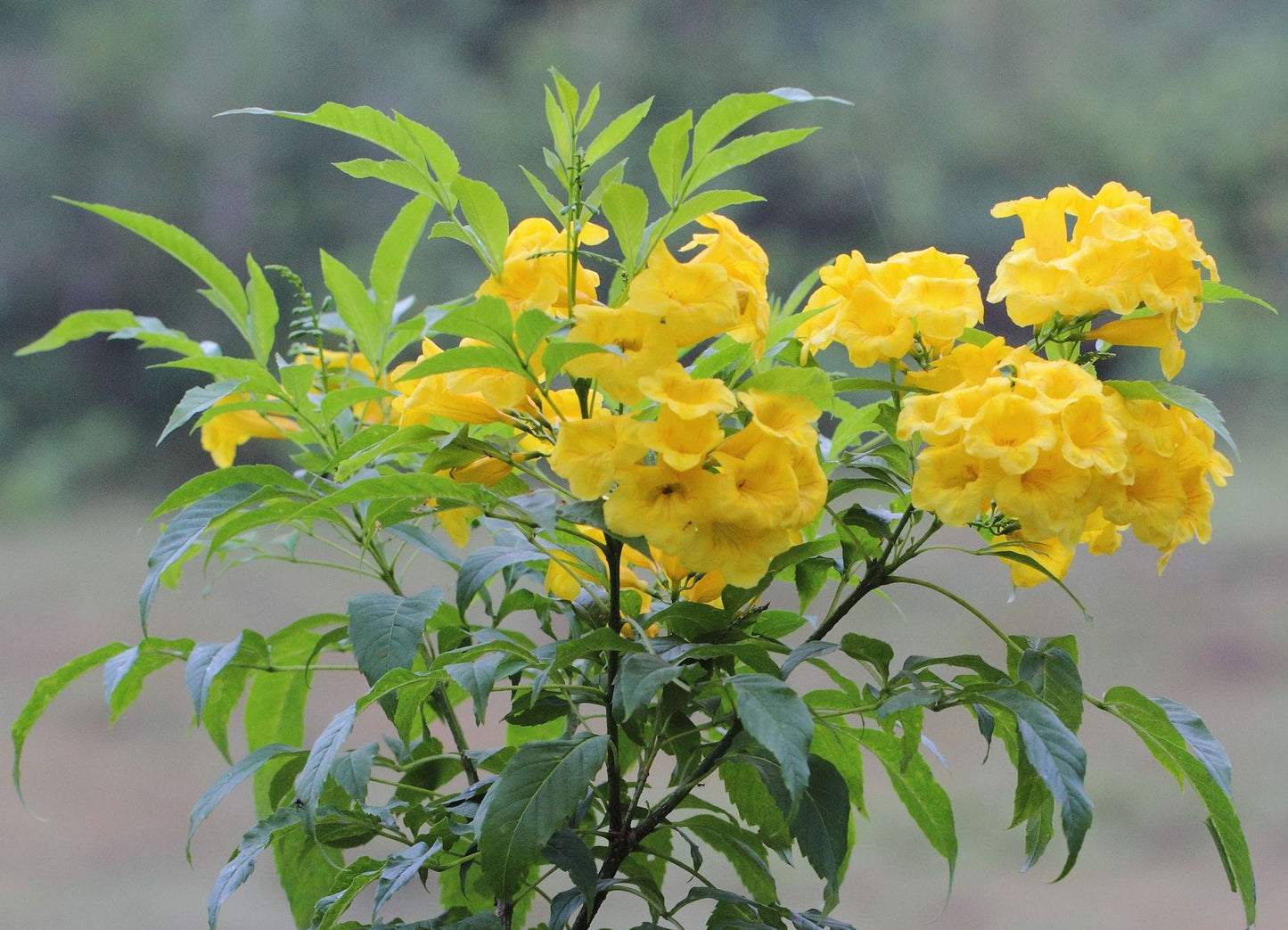 Tecoma Stans, Yellow Trumpet Bush