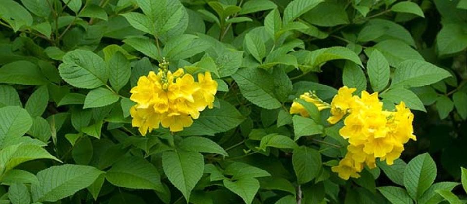 Tecoma Stans, Yellow Trumpet Bush