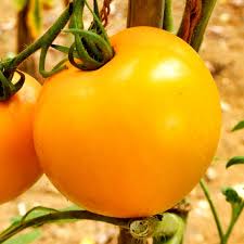 Tomato Seeds, Golden Jubilee Heirloom Tomato