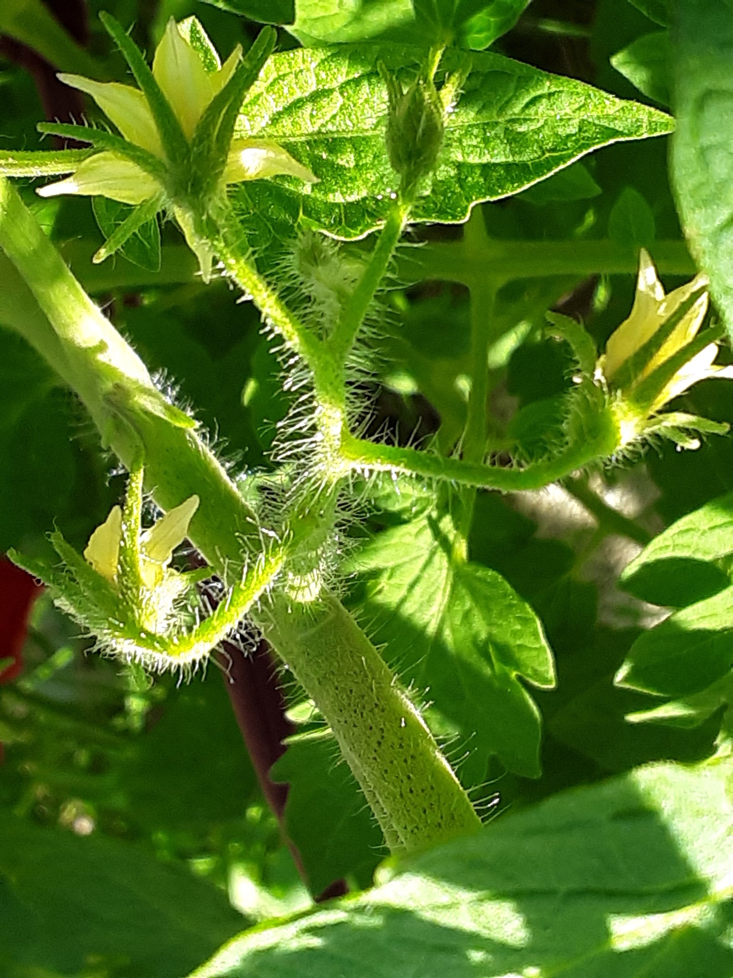 Tomato Seeds, Golden Jubilee Heirloom Tomato