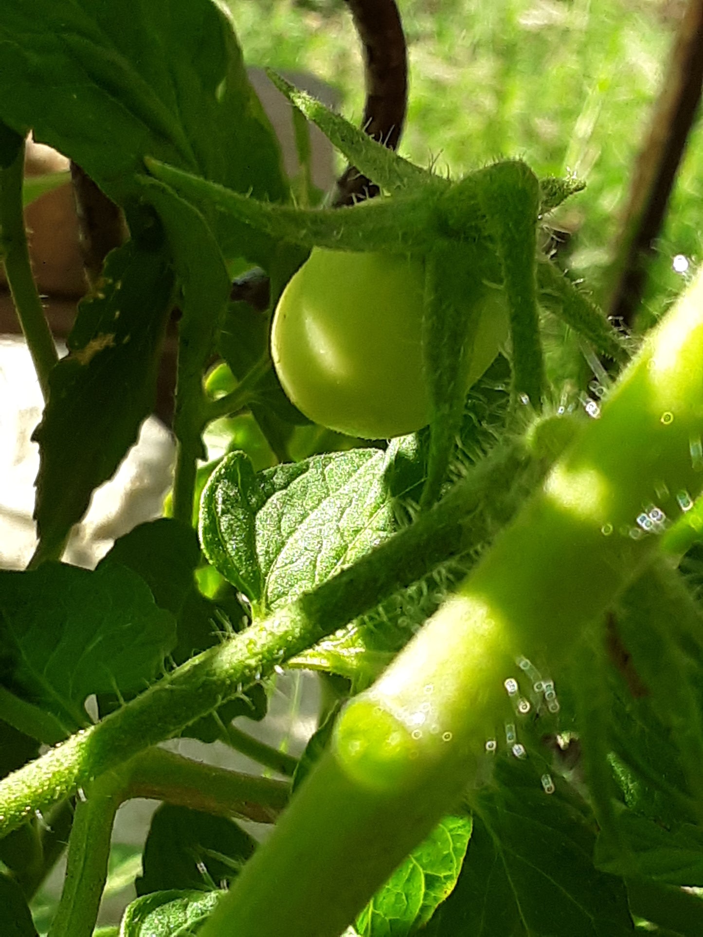 Tomato Seeds, Golden Jubilee Heirloom Tomato