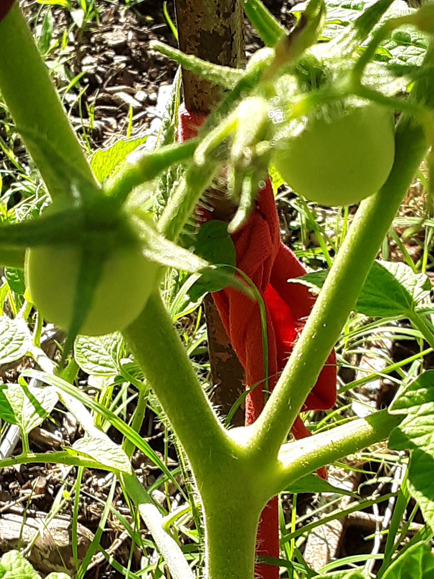Tomato Seeds, Golden Jubilee Heirloom Tomato