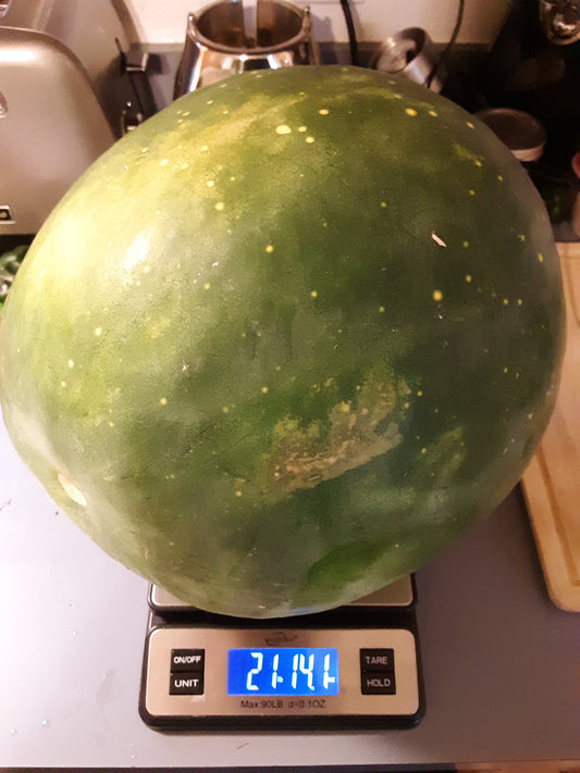 Watermelon, Moon and Stars Heirloom Watermelon