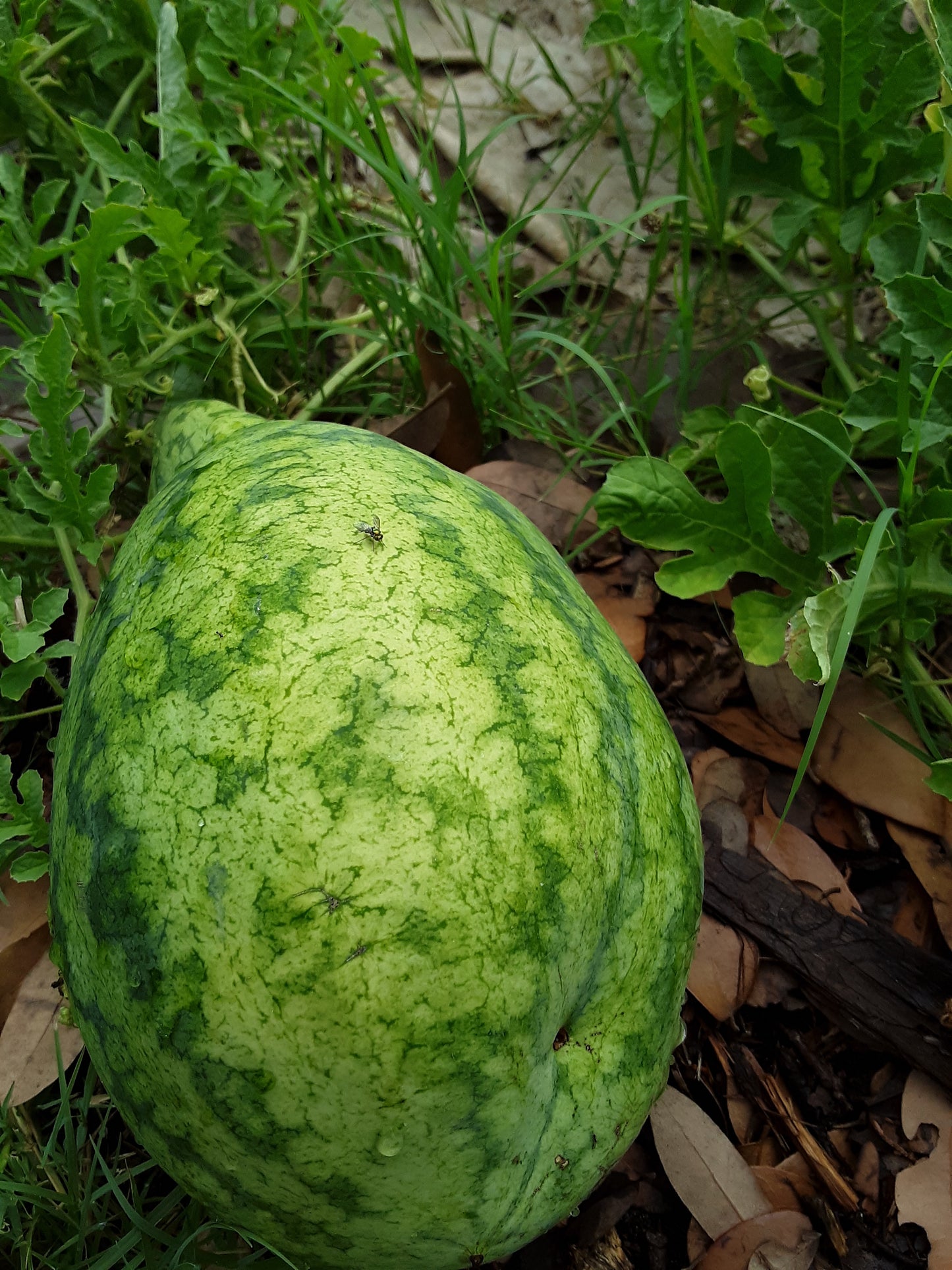 Watermelon, Strawberry Watermelon Seeds