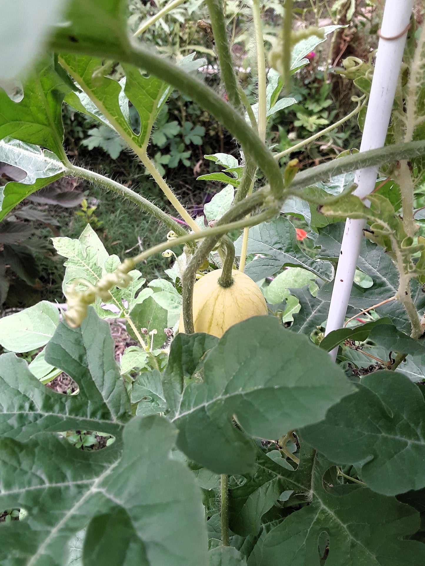 Watermelon, Lemon Drop Seeds