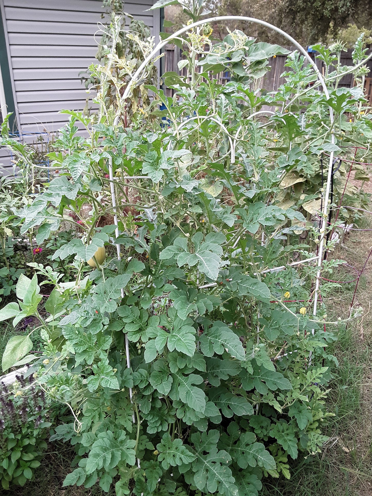 Watermelon, Lemon Drop Seeds