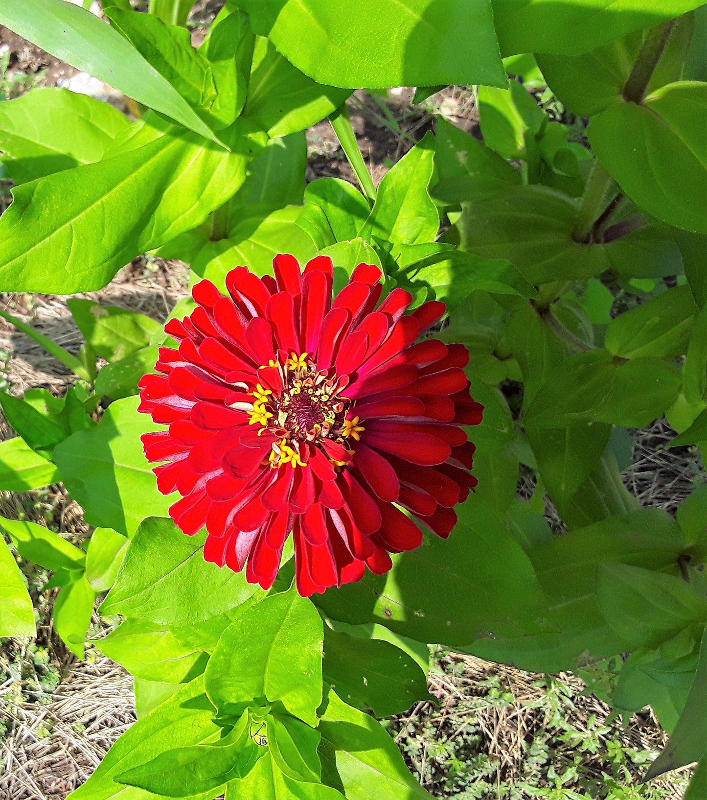 Zinnia Seeds, Scarlet Benary's Large Zinnias