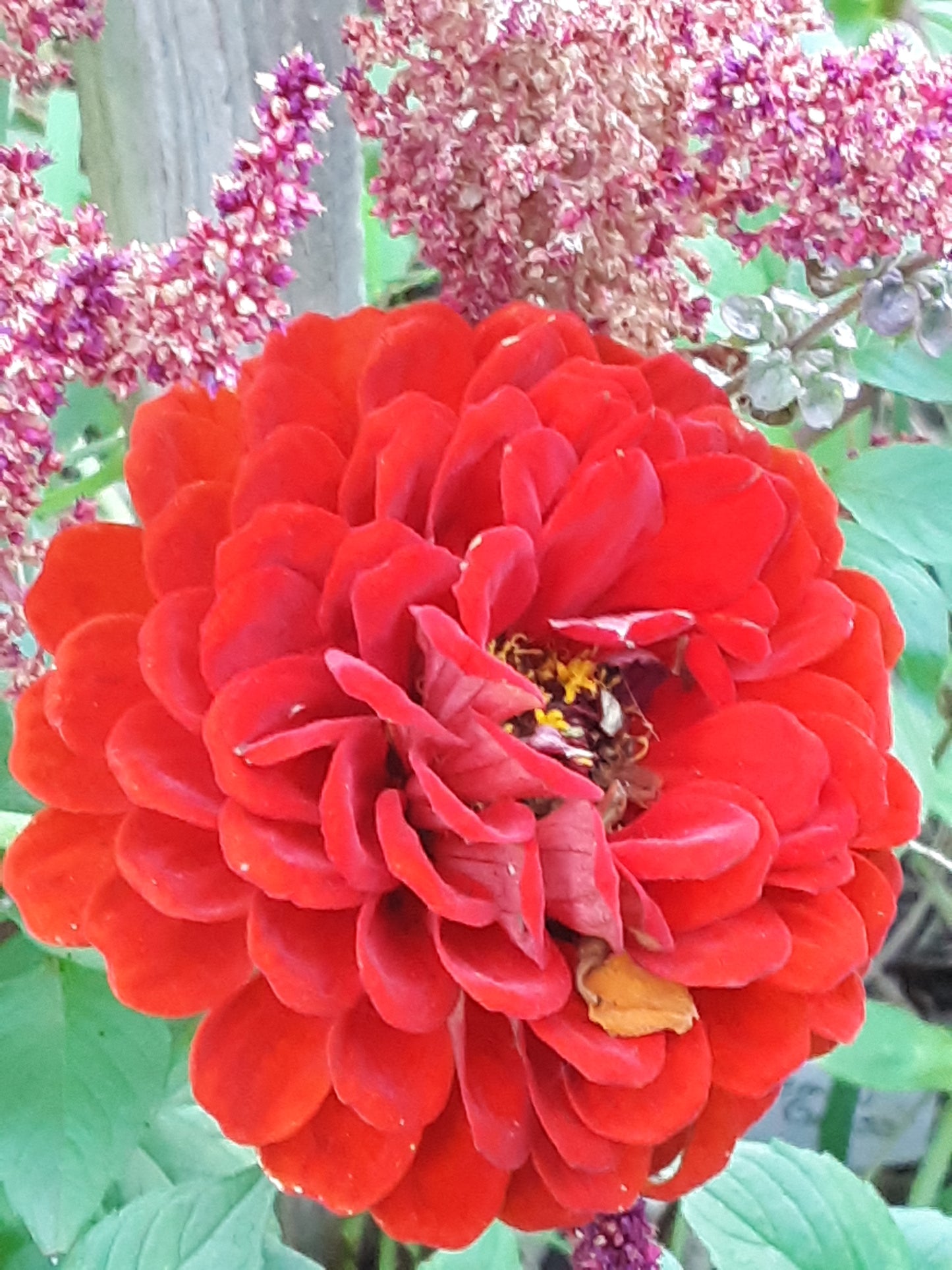 Zinnia Seeds, Scarlet Benary's Large Zinnias