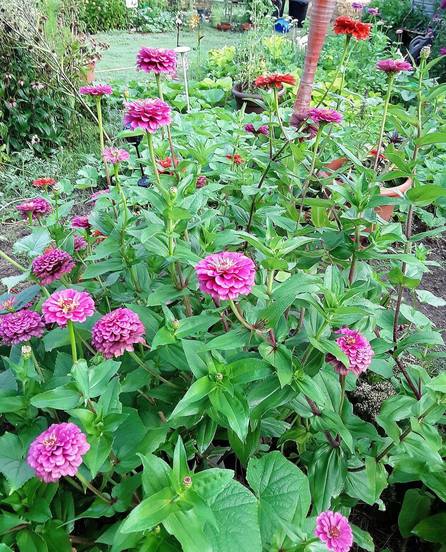 Zinnia Seeds, Bright Pink Benary's Large Zinnias