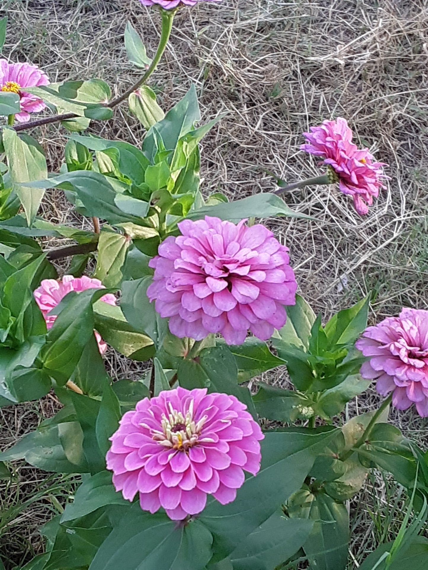 Zinnia Seeds, Bright Pink Benary's Large Zinnias