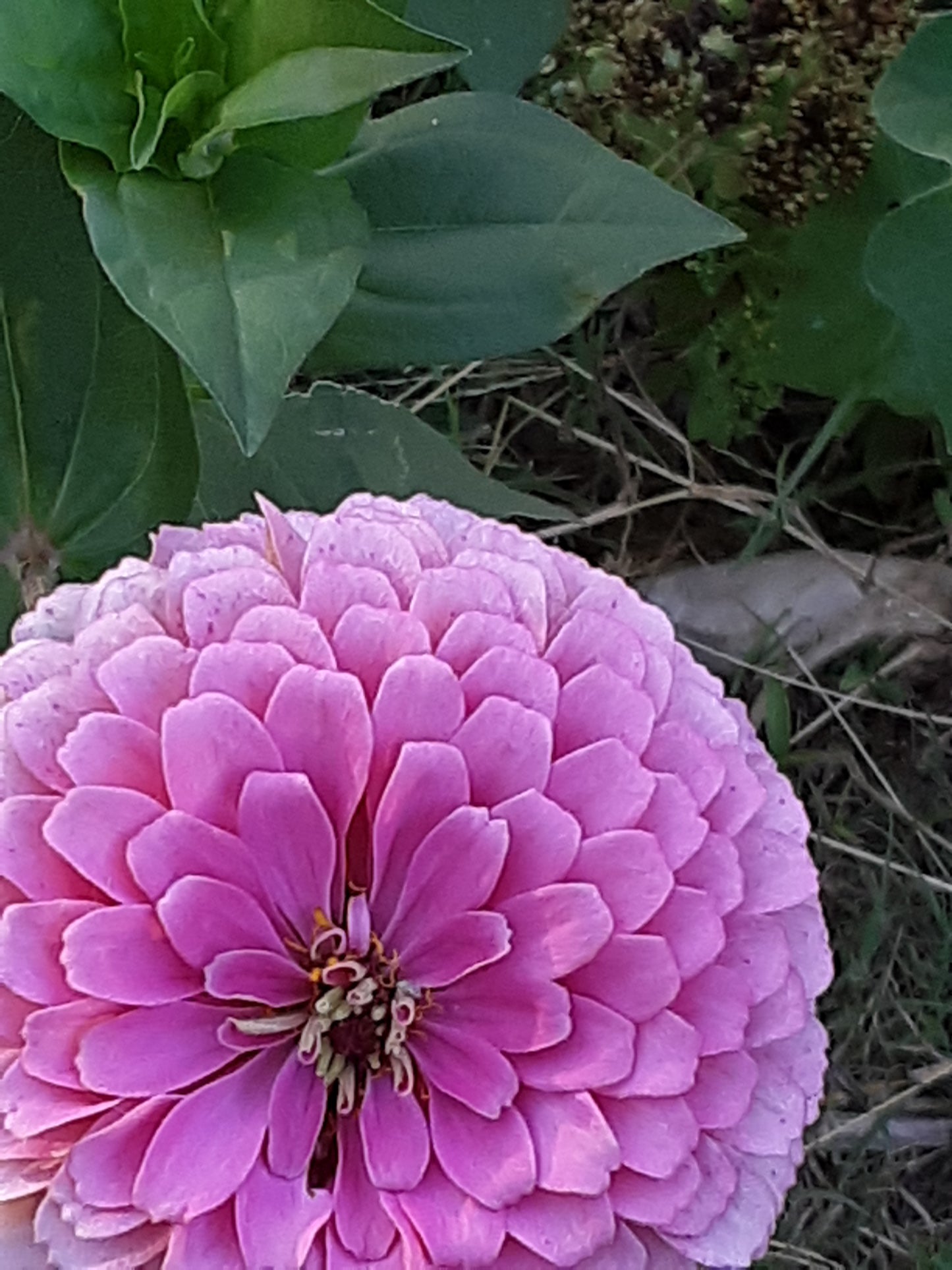 Zinnia Seeds, Bright Pink Benary's Large Zinnias