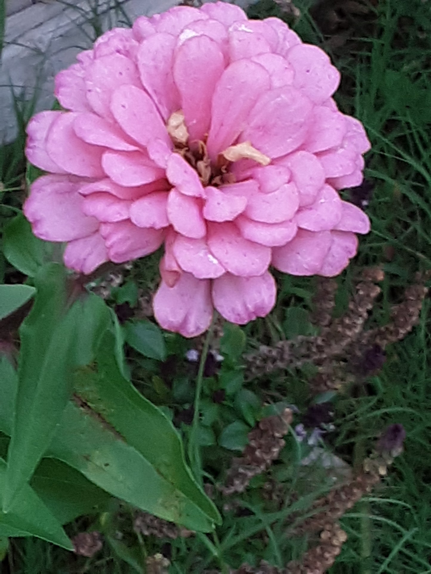 Zinnia Seeds, Bright Pink Benary's Large Zinnias