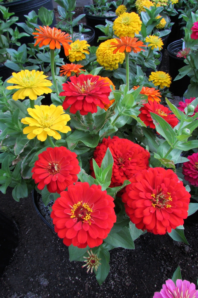 Zinnia Seeds, Scarlet Benary's Large Zinnias