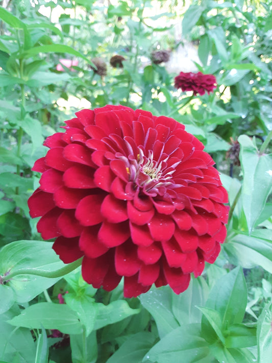 Zinnia Benary's Large Scarlet Zinnias Seeds
