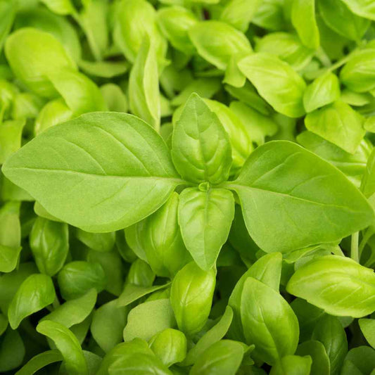 Basil, Lemon Basil Seeds