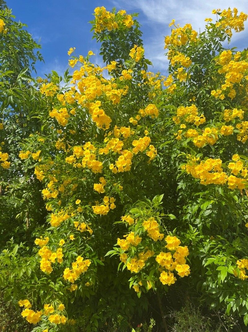 Tecoma Stans, Yellow Trumpet Bush