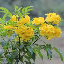 Tecoma Stans, Yellow Trumpet Bush